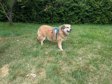 ALLY, Hund, Mischlingshund in Rotenburg - Bild 10