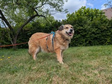 ALLY, Hund, Mischlingshund in Rotenburg - Bild 11