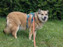 ALLY, Hund, Mischlingshund in Rotenburg - Bild 12