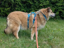 ALLY, Hund, Mischlingshund in Rotenburg - Bild 13