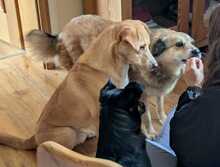 ALLY, Hund, Mischlingshund in Rotenburg - Bild 14