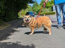 ALLY, Hund, Mischlingshund in Rotenburg - Bild 2