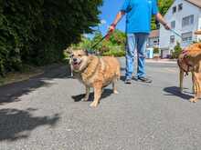 ALLY, Hund, Mischlingshund in Rotenburg - Bild 3