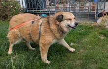 ALLY, Hund, Mischlingshund in Rotenburg - Bild 4