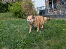 ALLY, Hund, Mischlingshund in Rotenburg - Bild 5