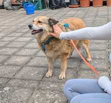 ALLY, Hund, Mischlingshund in Rotenburg - Bild 6