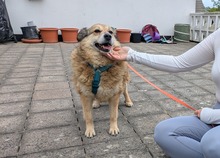 ALLY, Hund, Mischlingshund in Rotenburg - Bild 7
