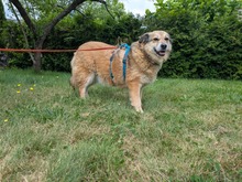 ALLY, Hund, Mischlingshund in Rotenburg - Bild 9