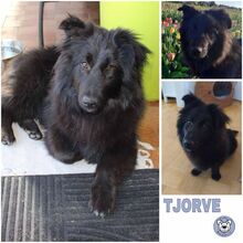 TJORVE, Hund, Mischlingshund in Dinslaken