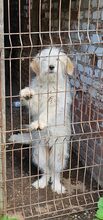 AMBER, Hund, Mischlingshund in Rumänien - Bild 3
