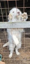AMBER, Hund, Mischlingshund in Rumänien - Bild 7
