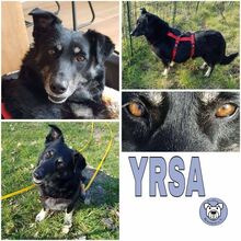 YRSA, Hund, Mischlingshund in Bosau