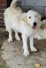 AMINA, Hund, Mischlingshund in Rumänien - Bild 1