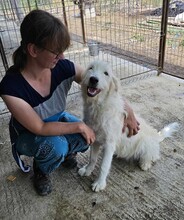 AMINA, Hund, Mischlingshund in Rumänien - Bild 2