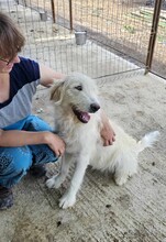 AMINA, Hund, Mischlingshund in Rumänien - Bild 3
