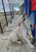 AMINA, Hund, Mischlingshund in Rumänien - Bild 4
