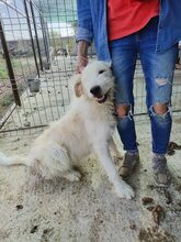 AMINA, Hund, Mischlingshund in Rumänien - Bild 5