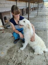 AMINA, Hund, Mischlingshund in Rumänien - Bild 6