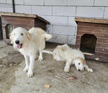 AMINA, Hund, Mischlingshund in Rumänien - Bild 7