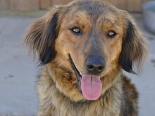 BAMBU, Hund, Mischlingshund in Italien - Bild 1