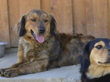 BAMBU, Hund, Mischlingshund in Italien - Bild 10