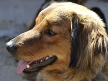 BAMBU, Hund, Mischlingshund in Italien - Bild 2