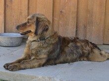 BAMBU, Hund, Mischlingshund in Italien - Bild 3