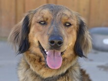 BAMBU, Hund, Mischlingshund in Italien - Bild 4