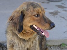 BAMBU, Hund, Mischlingshund in Italien - Bild 5