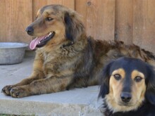 BAMBU, Hund, Mischlingshund in Italien - Bild 6