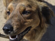 BAMBU, Hund, Mischlingshund in Italien - Bild 7