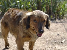 BAMBU, Hund, Mischlingshund in Italien - Bild 8