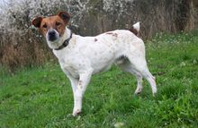 THORE, Hund, Jack Russell Terrier-Mix in Springe