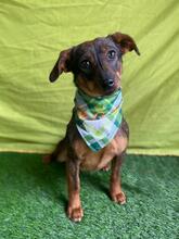 BENNI, Hund, Dackel-Mix in Seelze