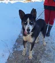 BATMAN, Hund, Siberian Husky-Deutscher Schäferhund-Mix in Rumänien - Bild 1