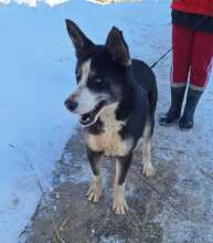 BATMAN, Hund, Siberian Husky-Deutscher Schäferhund-Mix in Rumänien - Bild 2