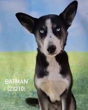 BATMAN, Hund, Siberian Husky-Deutscher Schäferhund-Mix in Rumänien - Bild 3