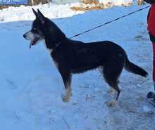 BATMAN, Hund, Siberian Husky-Deutscher Schäferhund-Mix in Rumänien - Bild 4