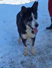 BATMAN, Hund, Siberian Husky-Deutscher Schäferhund-Mix in Rumänien - Bild 5