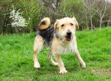 GREYSON, Hund, Mischlingshund in Bad Münder - Bild 11
