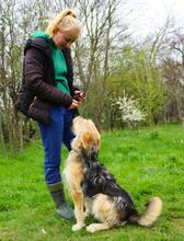 GREYSON, Hund, Mischlingshund in Bad Münder - Bild 12