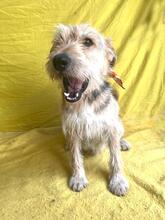 GREYSON, Hund, Mischlingshund in Bad Münder - Bild 13