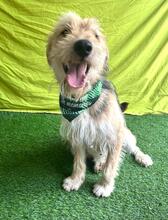 GREYSON, Hund, Mischlingshund in Bad Münder - Bild 14