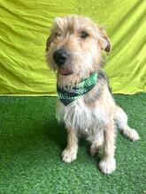 GREYSON, Hund, Mischlingshund in Bad Münder - Bild 15