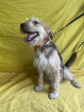 GREYSON, Hund, Mischlingshund in Bad Münder - Bild 2