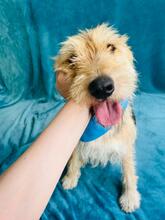 GREYSON, Hund, Mischlingshund in Bad Münder - Bild 20