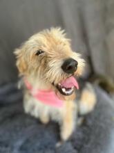 GREYSON, Hund, Mischlingshund in Bad Münder - Bild 4