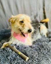 GREYSON, Hund, Mischlingshund in Bad Münder - Bild 5