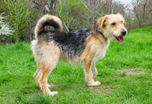 GREYSON, Hund, Mischlingshund in Bad Münder - Bild 7