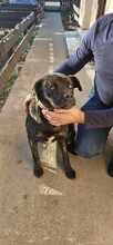 BELLA, Hund, Mischlingshund in Rumänien - Bild 7